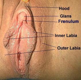 picture of the clitoris showing the clitoral hood