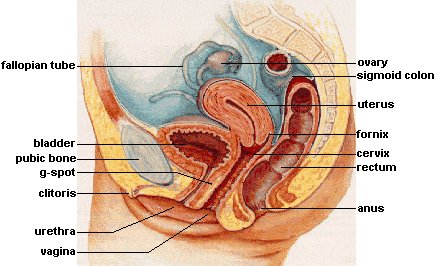 diagram of female sexual anatomy